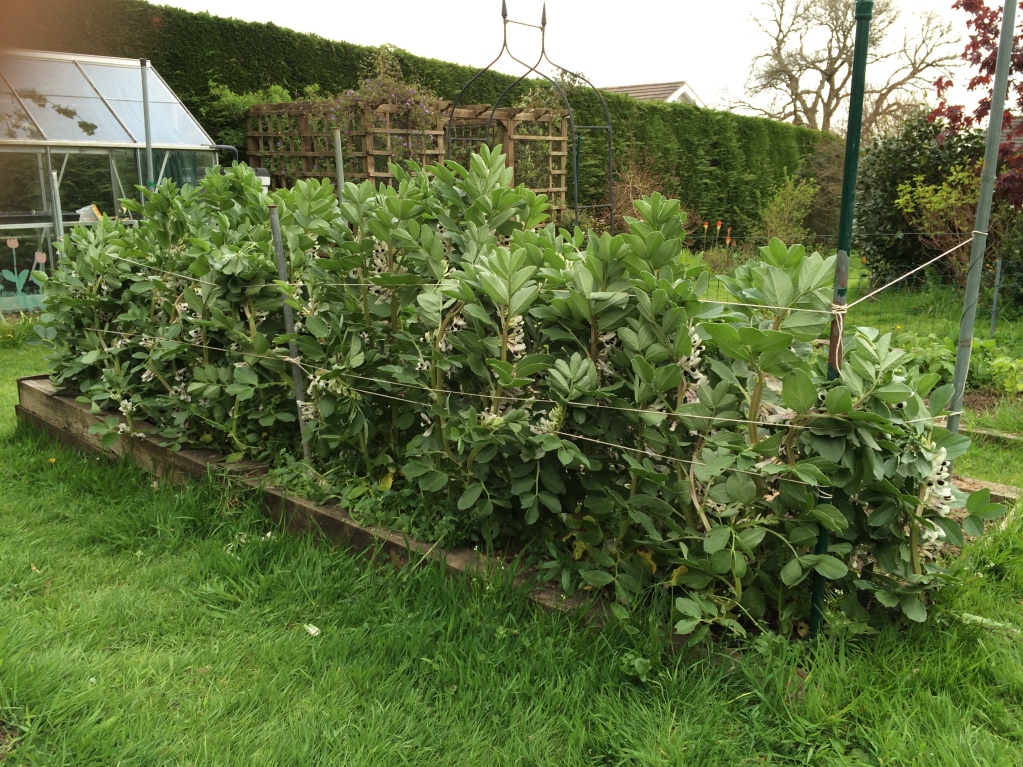 BroadBeans