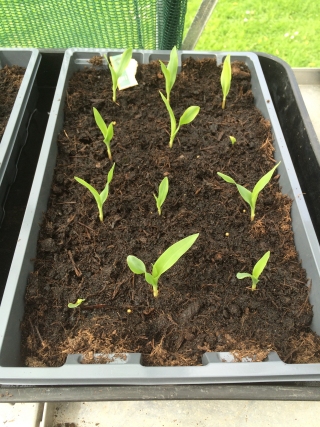 Sweetcorn seedlings