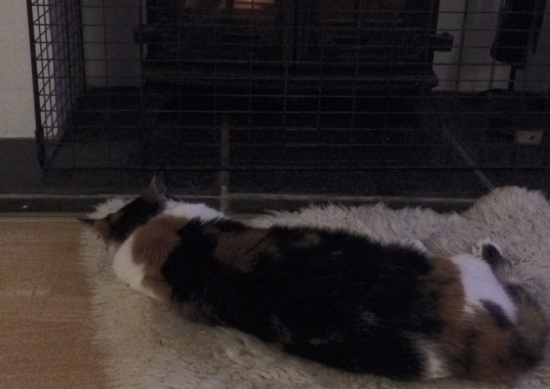 cat in front of winter fire