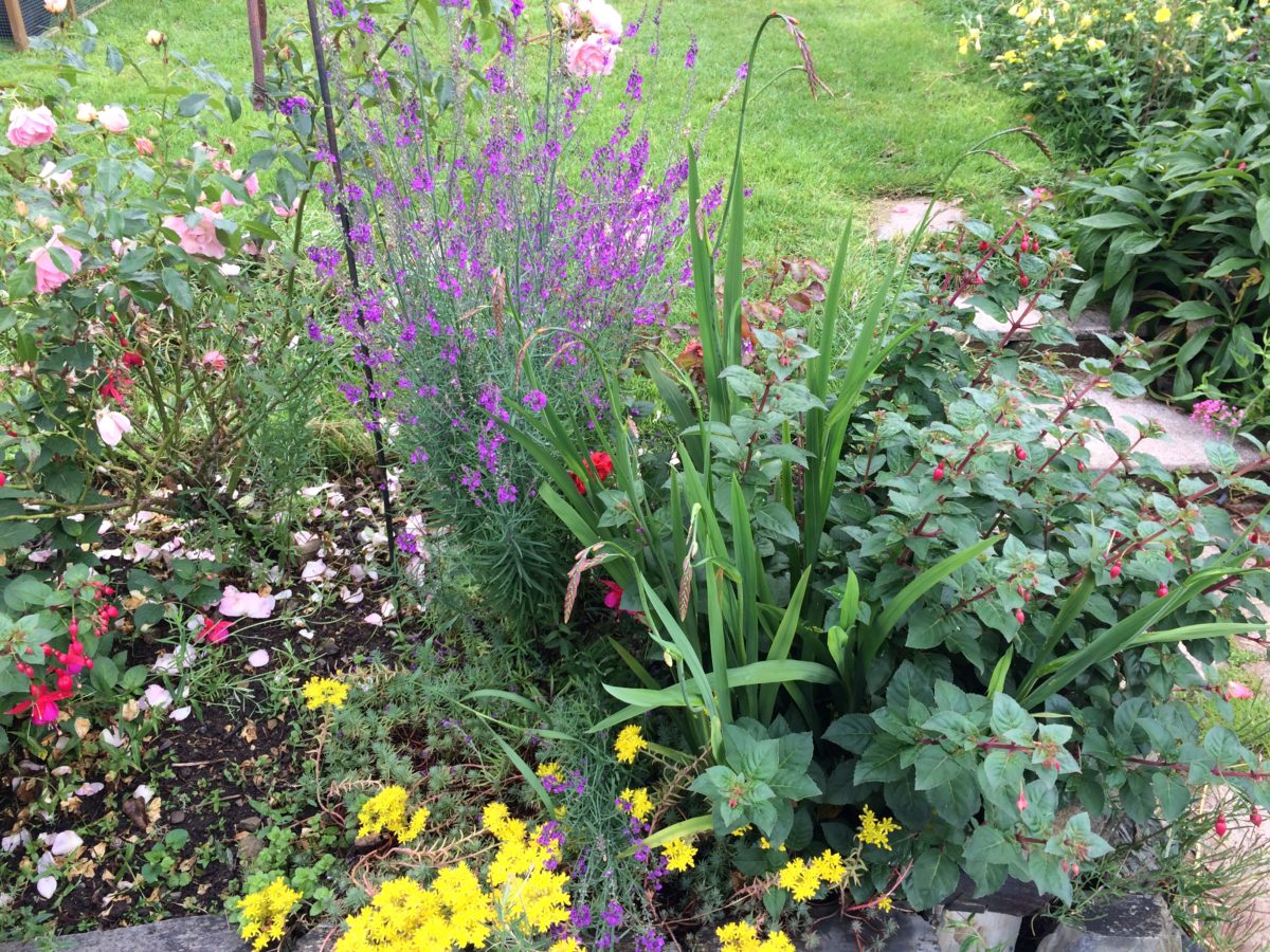 beautiful summer flowers