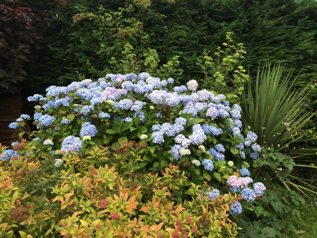 Summer Flowers • Garden Update Our Move to the Country