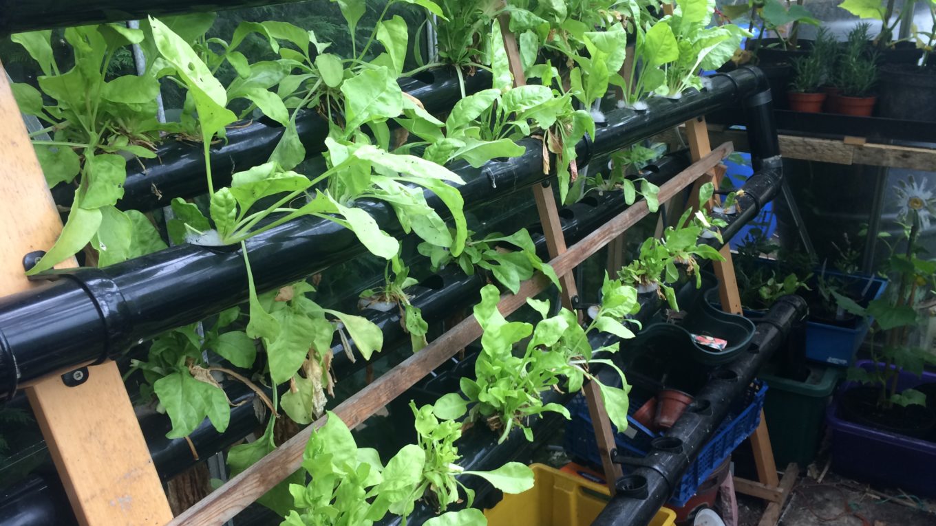 Greenhouse Hydroponics